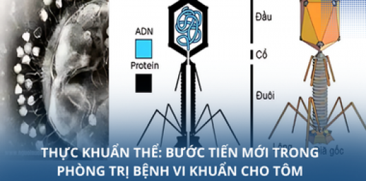 Thực khuẩn thể: Bước tiến mới trong phòng trị bệnh vi khuẩn cho tôm